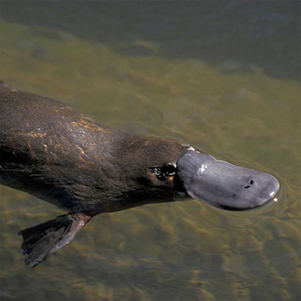 Platypus